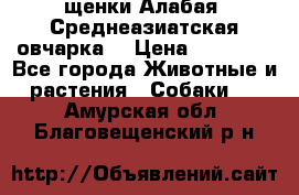 щенки Алабая (Среднеазиатская овчарка) › Цена ­ 15 000 - Все города Животные и растения » Собаки   . Амурская обл.,Благовещенский р-н